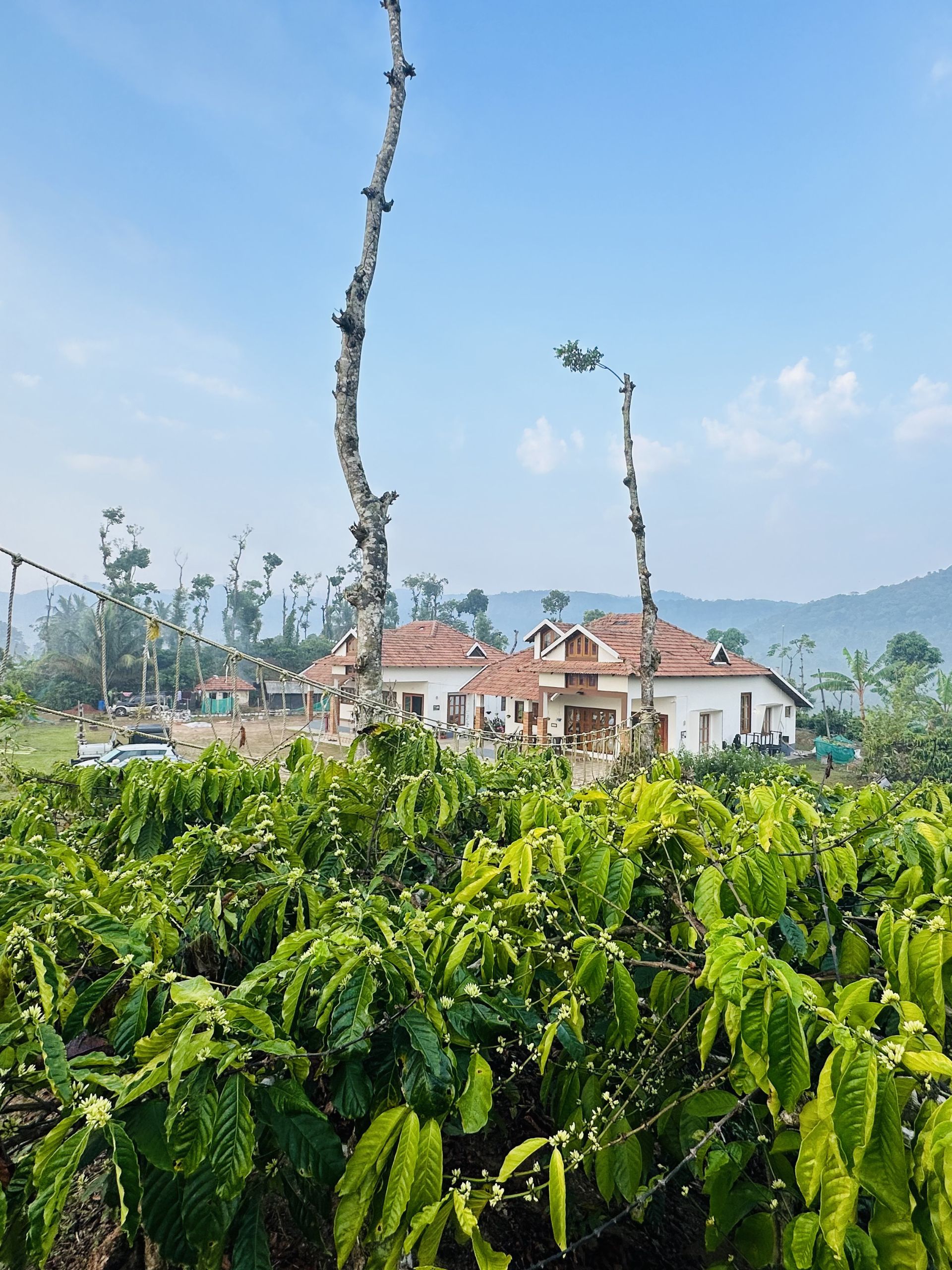 chikmagalur-coffee-estate-homestay-view