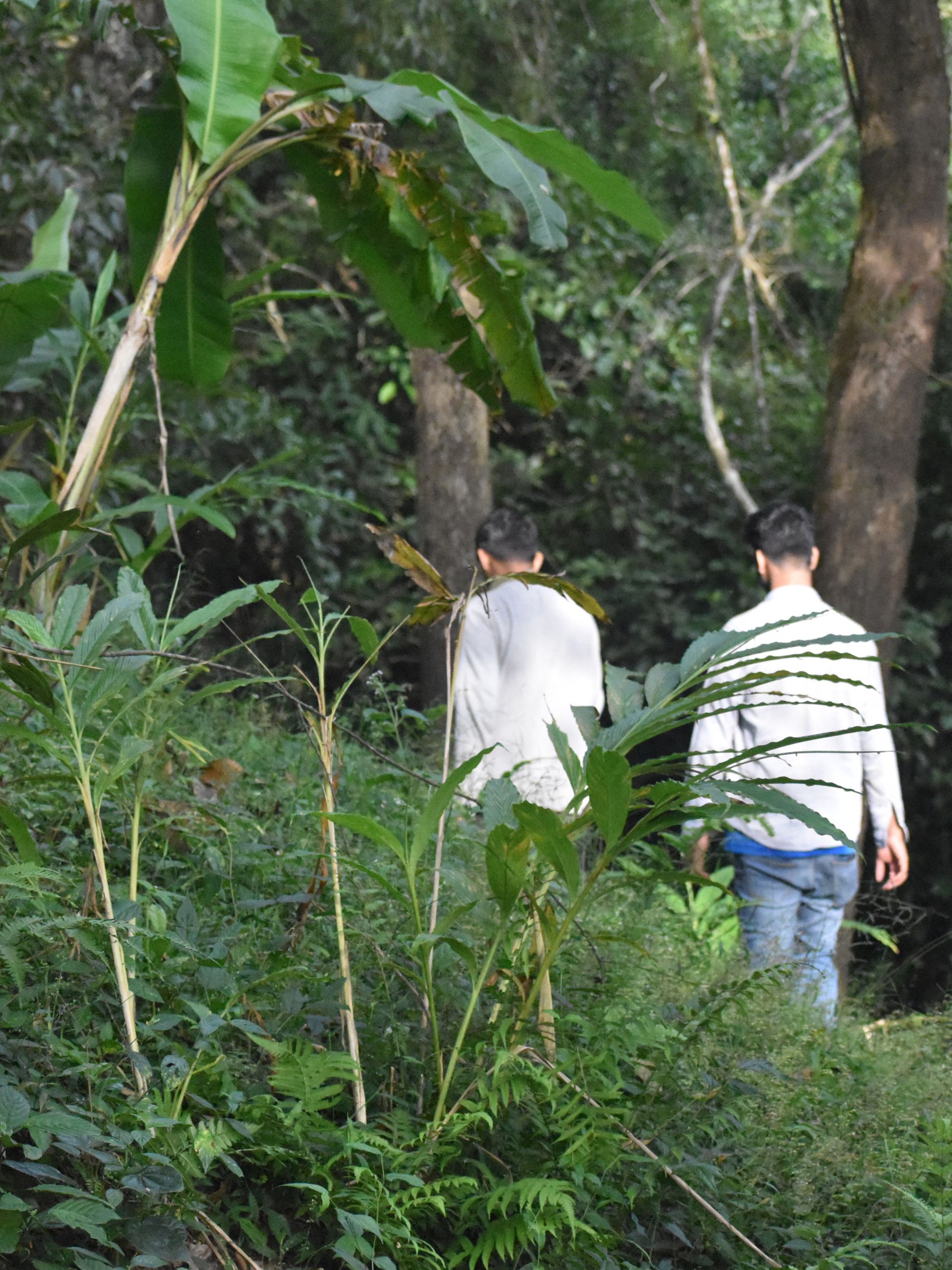 coffee-estate-chikmagalur-homestay