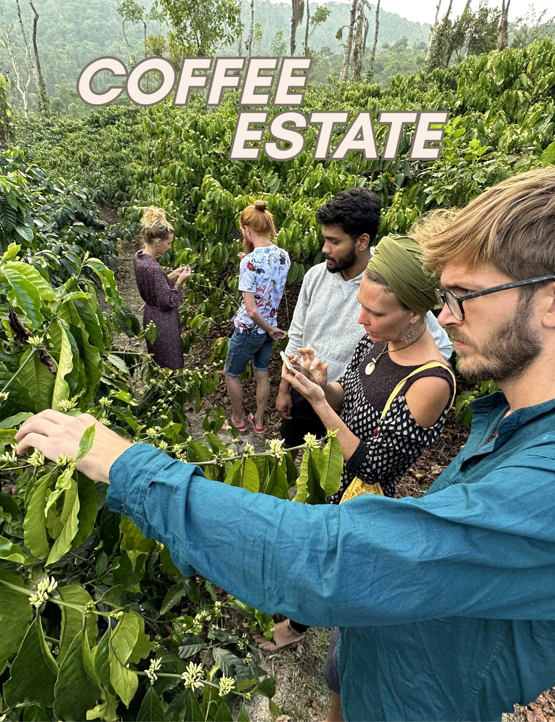 coffee-estate-walk-astagiri-homestay