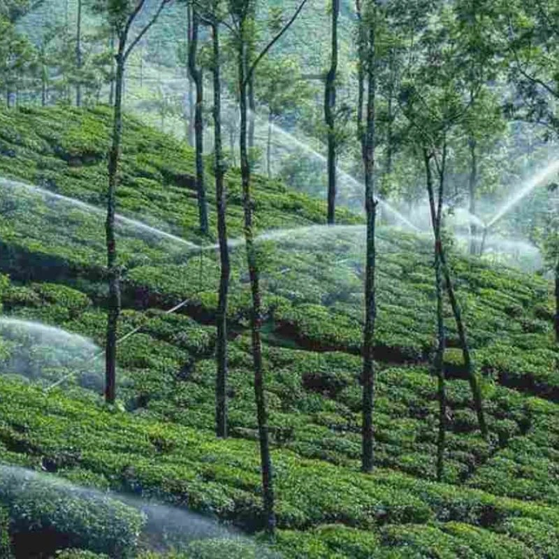 kelagur-tea-estate (1)