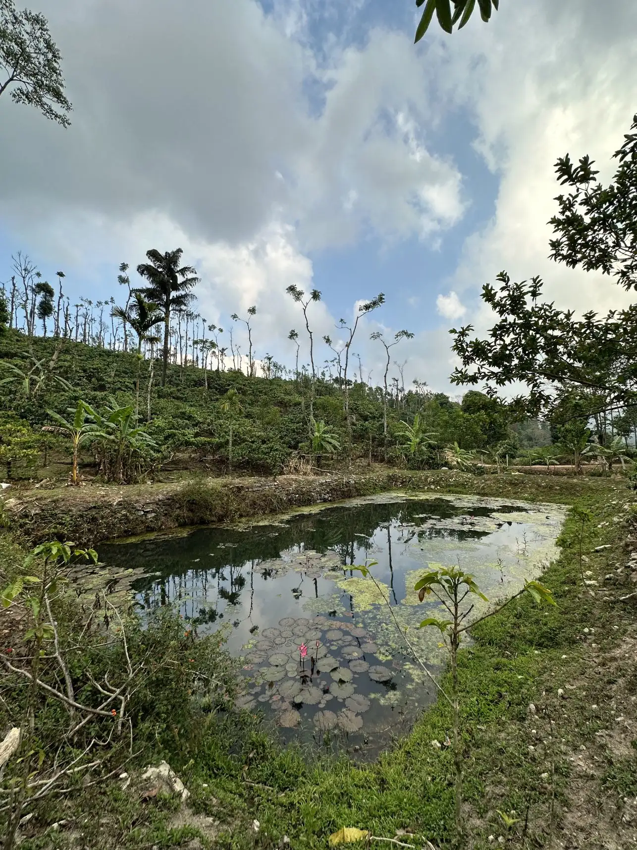 Pond surrounded by coffee plants at Astagiri homestay.