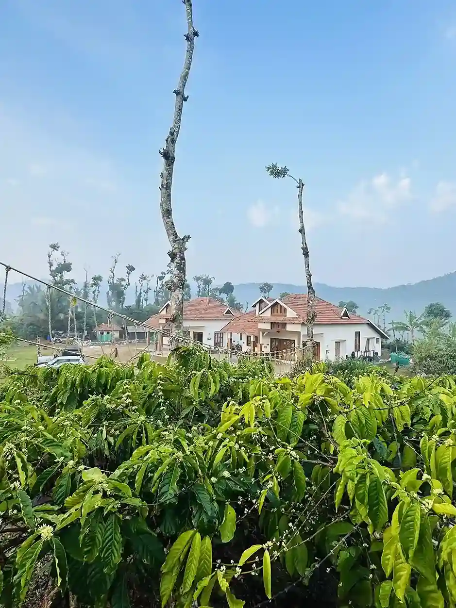 Astagiri villa with a tiled roof surrounded by coffee plants and hills.