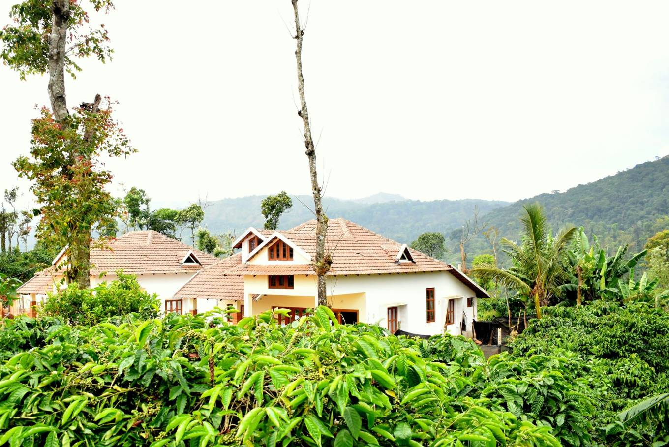 Morning view of a peaceful stay surrounded by coffee plantations